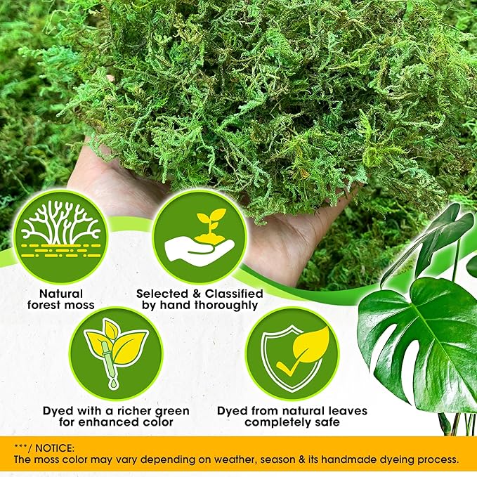 Natural Moss Grass