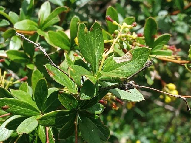 Berberis aristata leaves