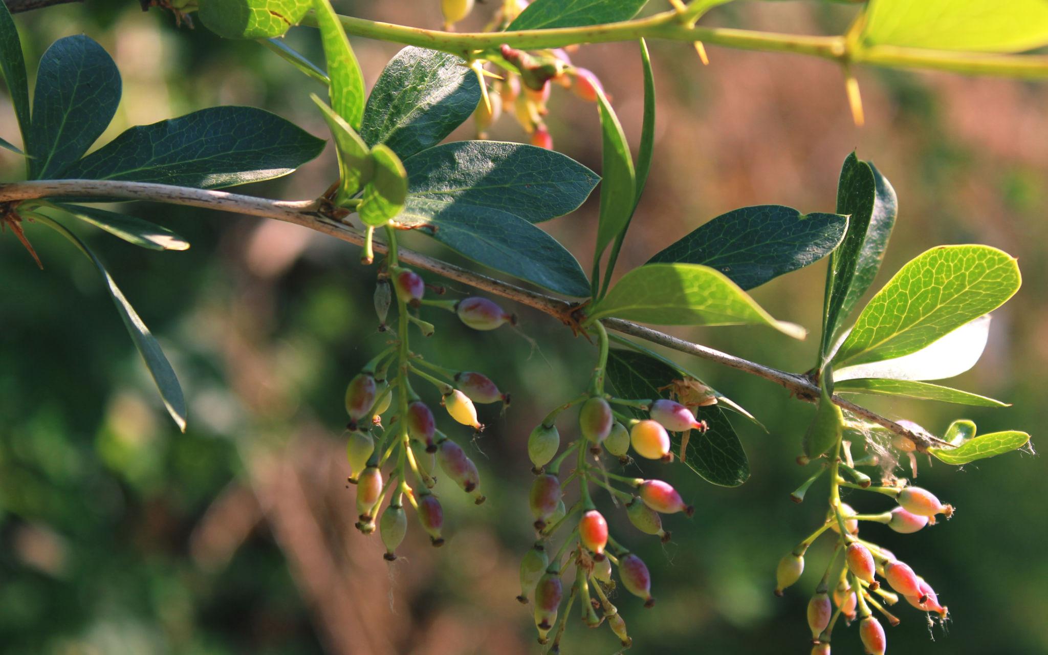 Berberis aristata plant and leaves