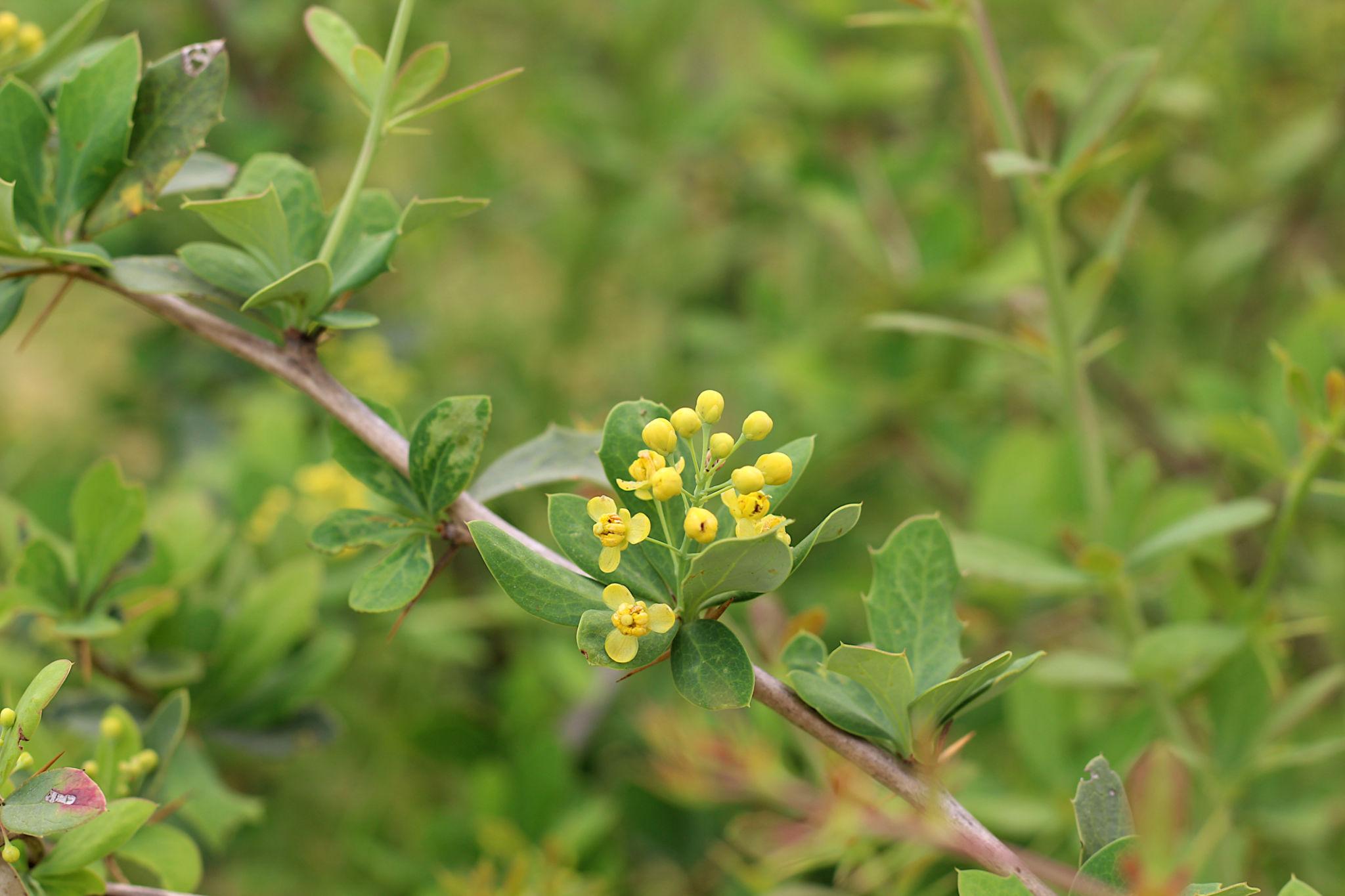 Berberis aristata botanical reference