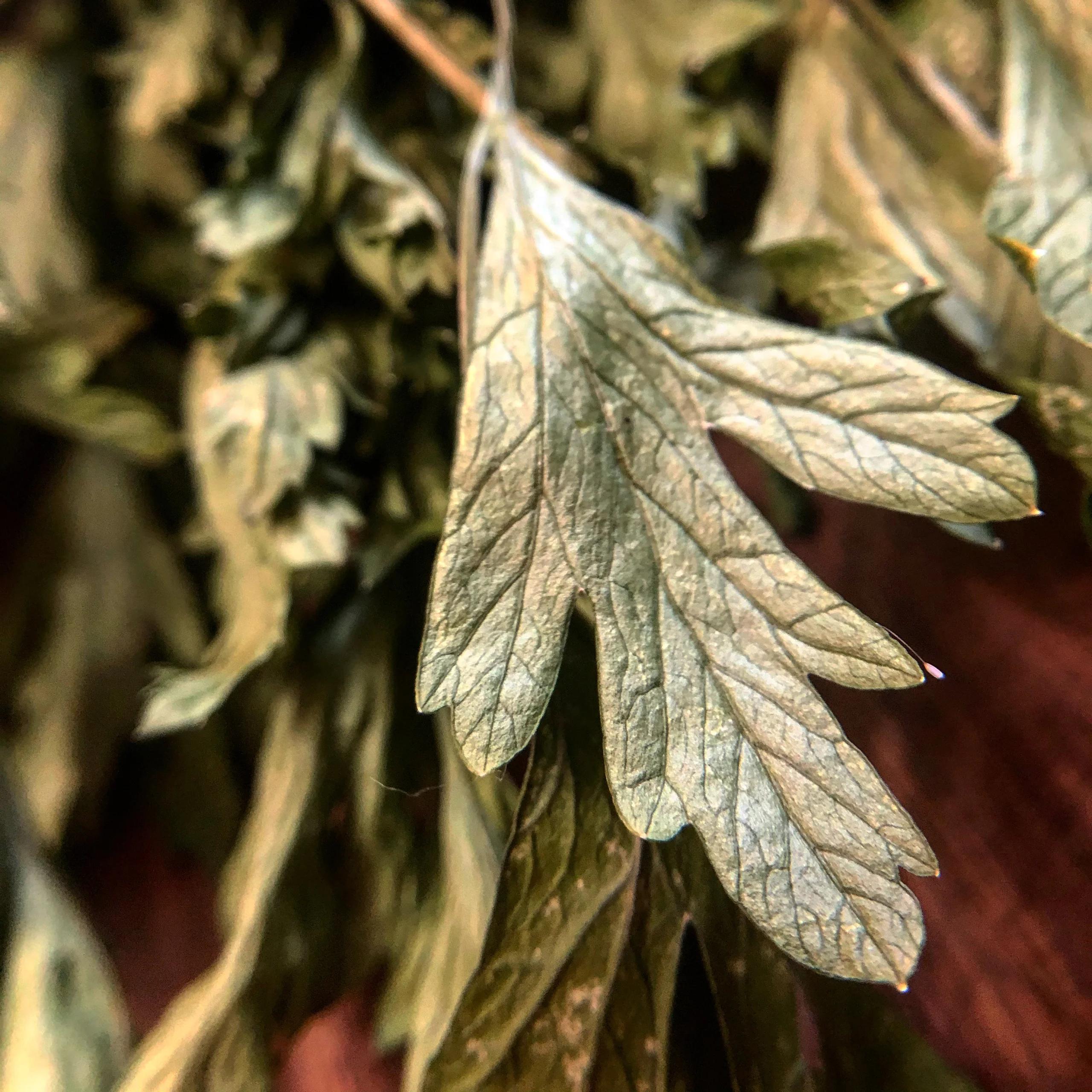 Dried Mugwort Leaves 7