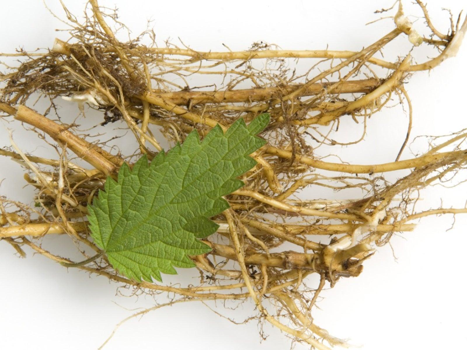 Dried Nettle Roots