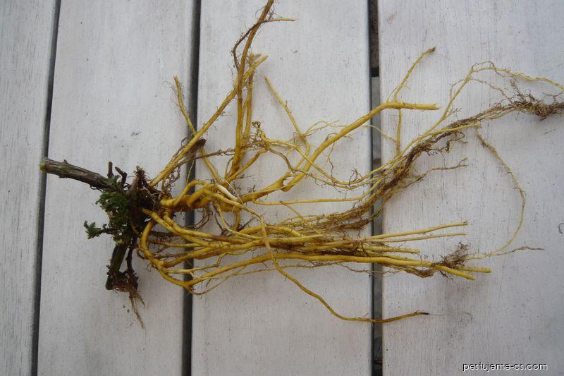 Dried Nettle Roots 2