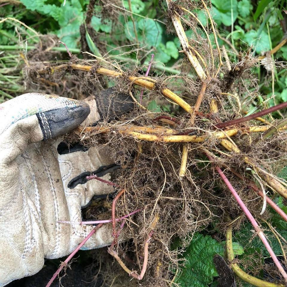 Dried Nettle Roots 3