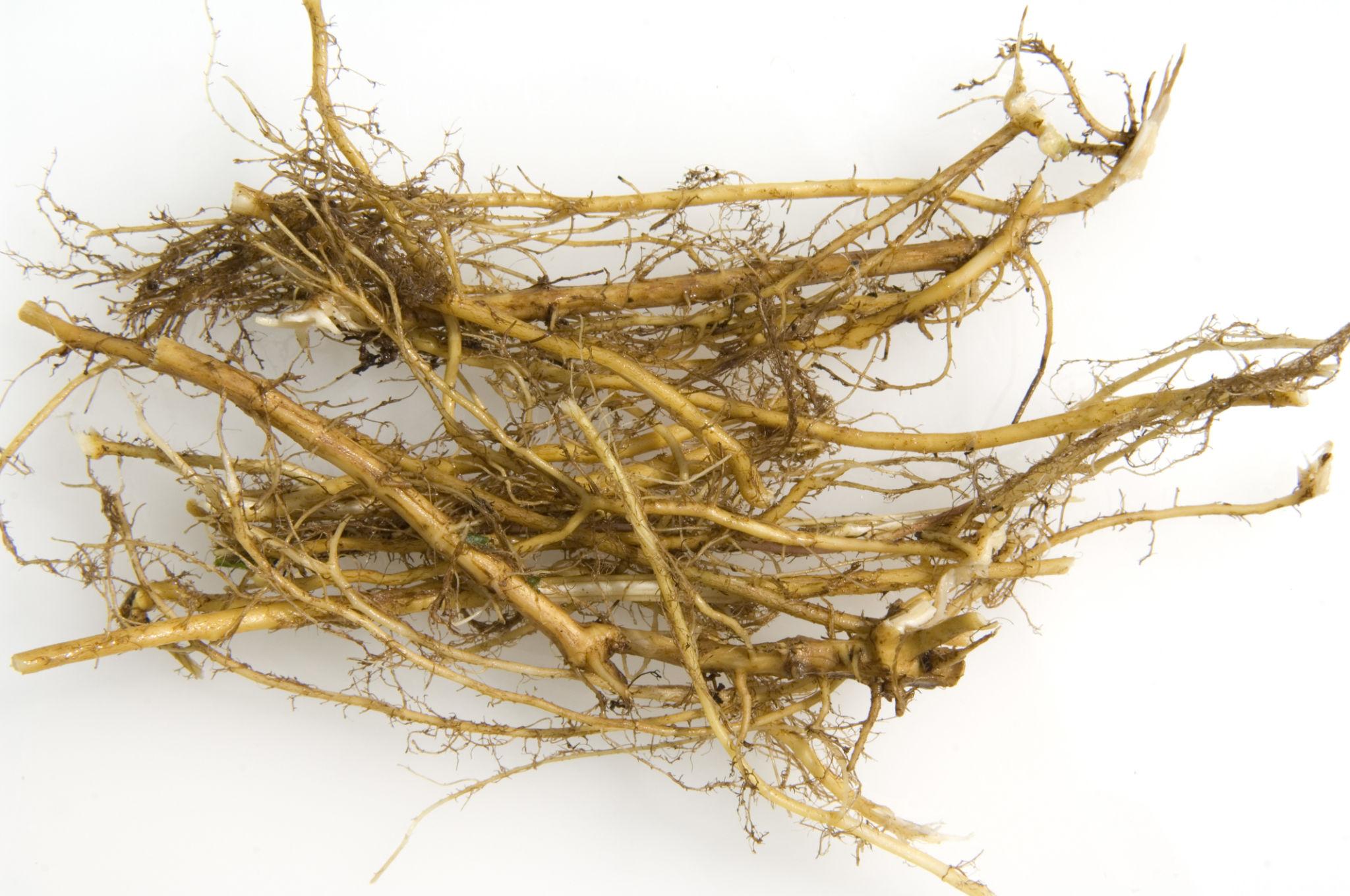 Dried Nettle Roots 4