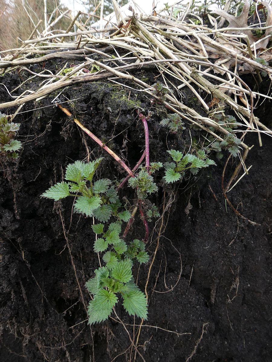 Nettle Root Plant Material