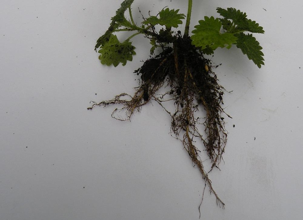 Nettle Root System