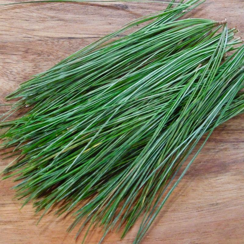 Fresh Green Pine Needles
