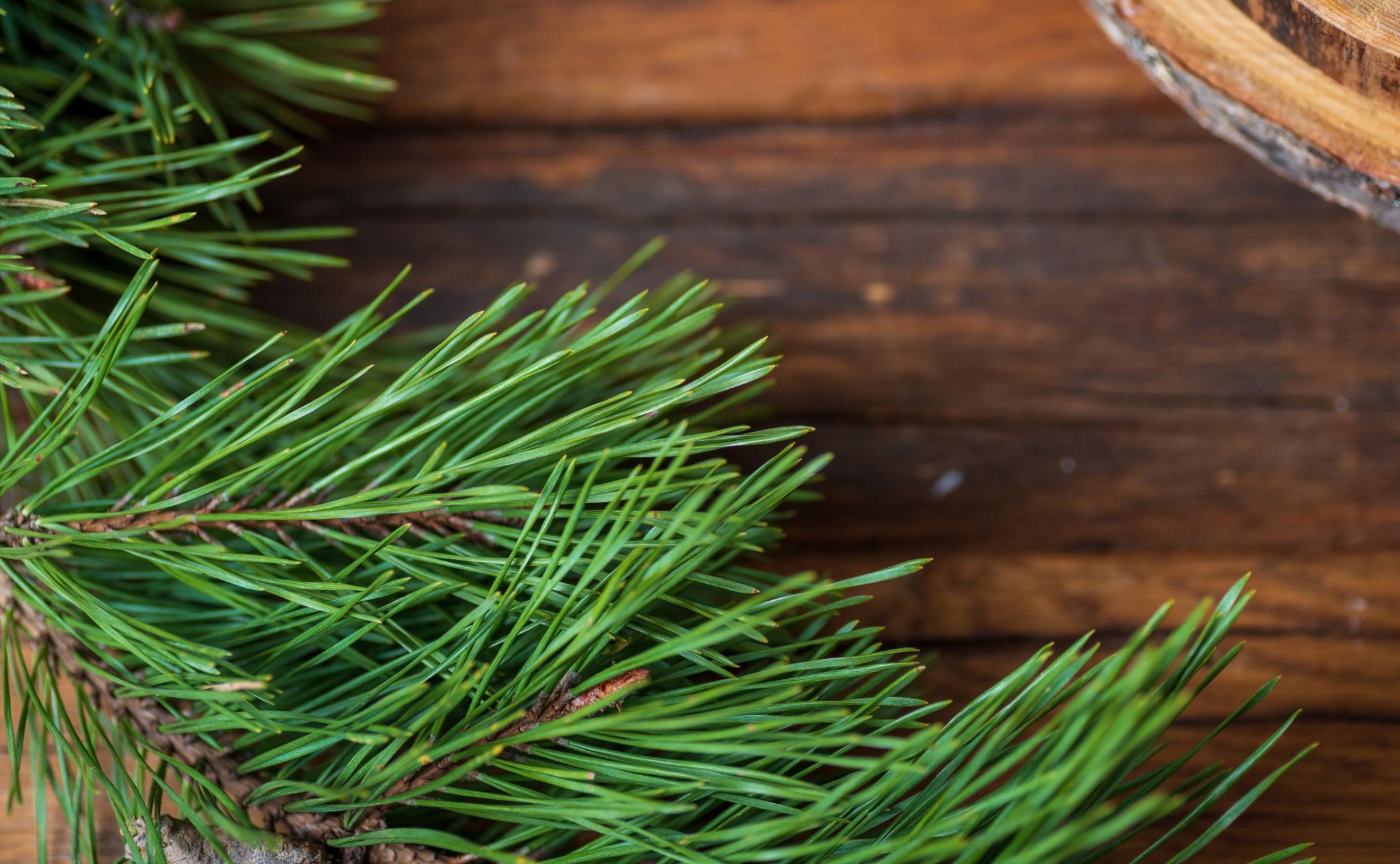 Fresh Green Pine Needles close up