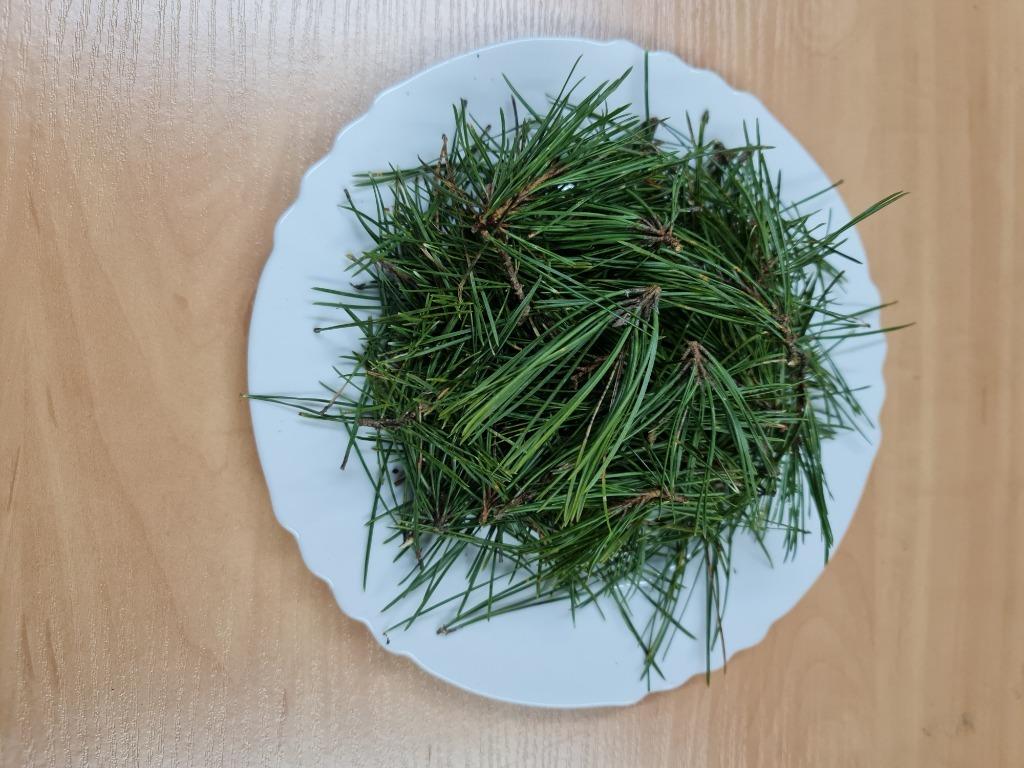 Fresh Green Pine Needles in plate
