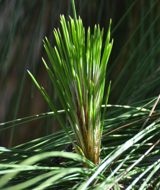 Fresh green pine needle close up