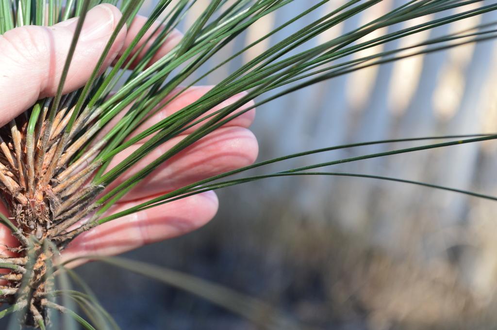 Fresh green pine needles close detail