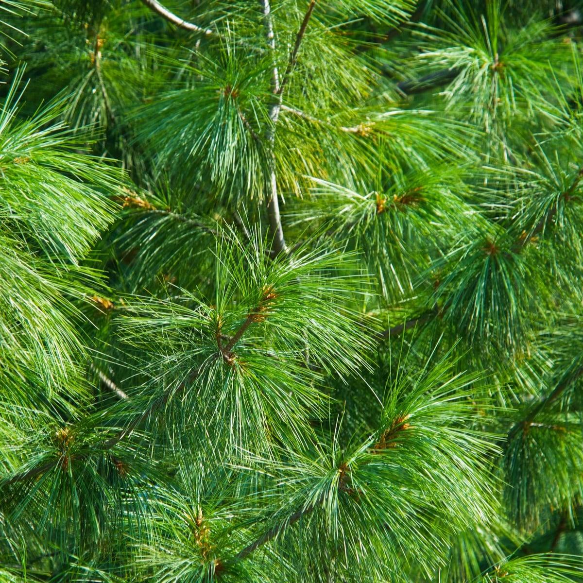 Fresh green pine tree needles