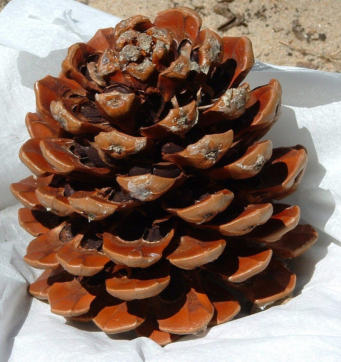 Natural Pine Cones