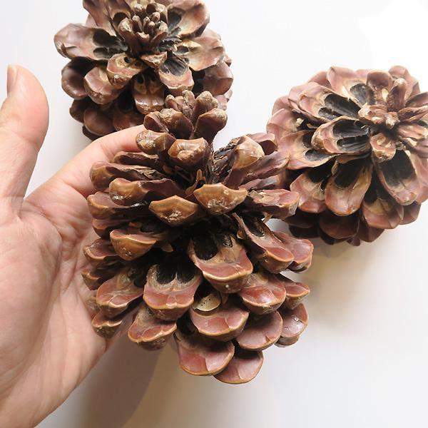 Natural Pine Cones held in hand