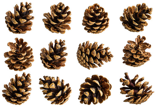 Natural Pine Cone collection