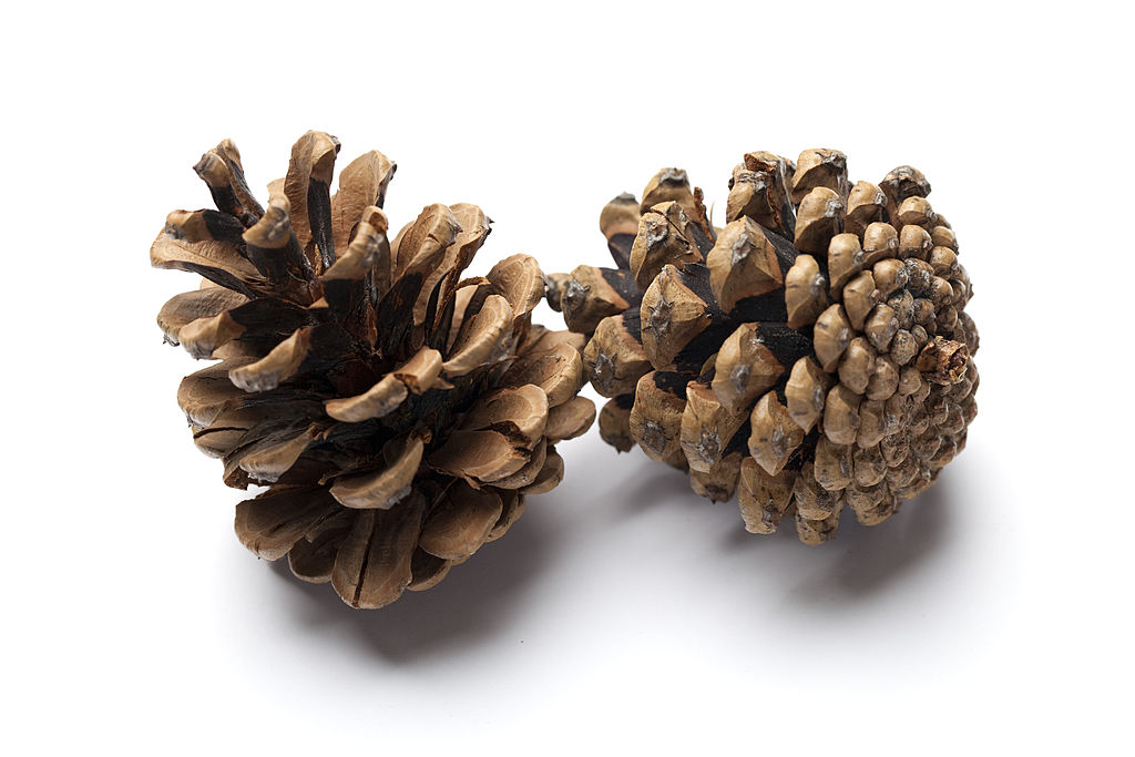 Open and closed natural pine cones