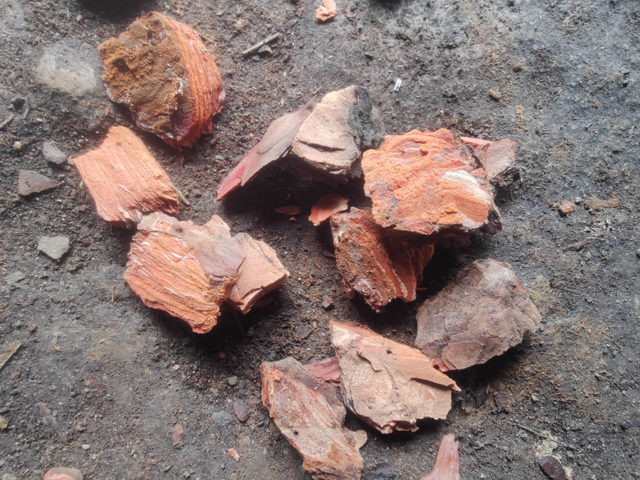 Fine Pine Bark
