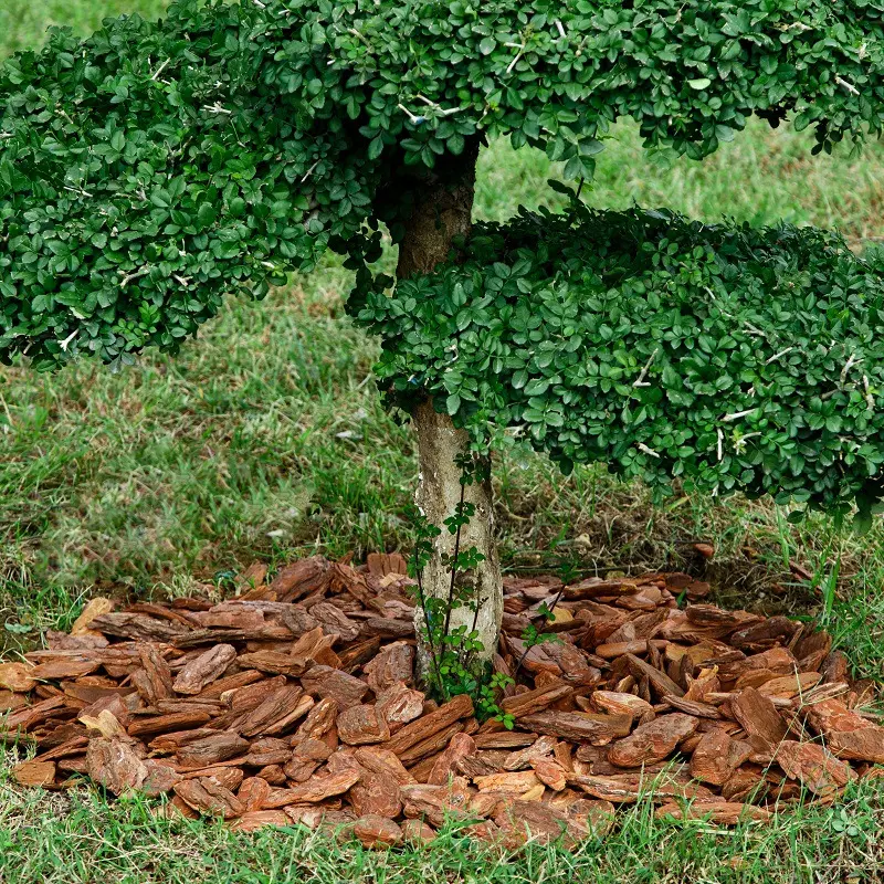 Ultra Premium New Zealand Pine Bark