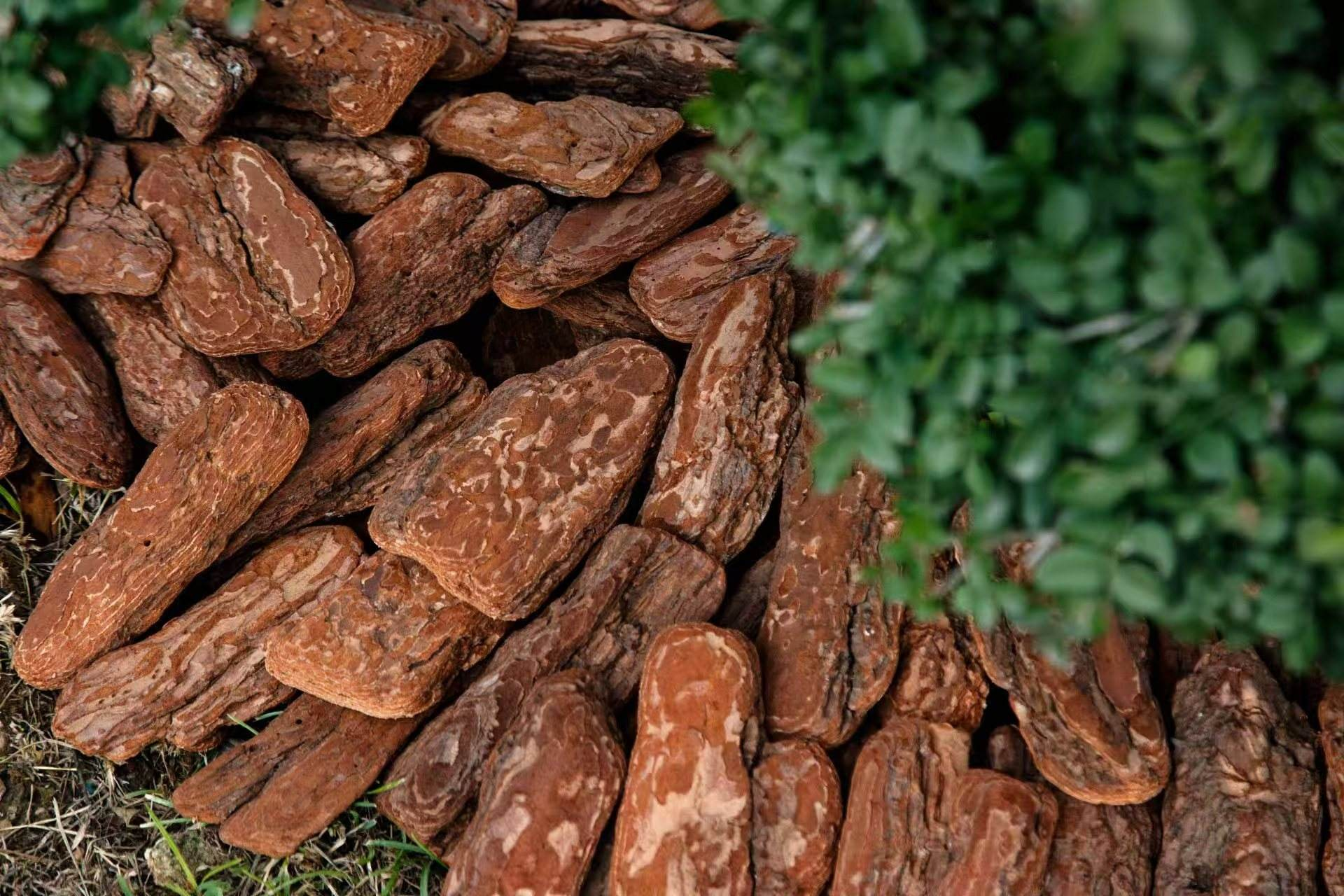Ultra Premium New Zealand Pine Bark
