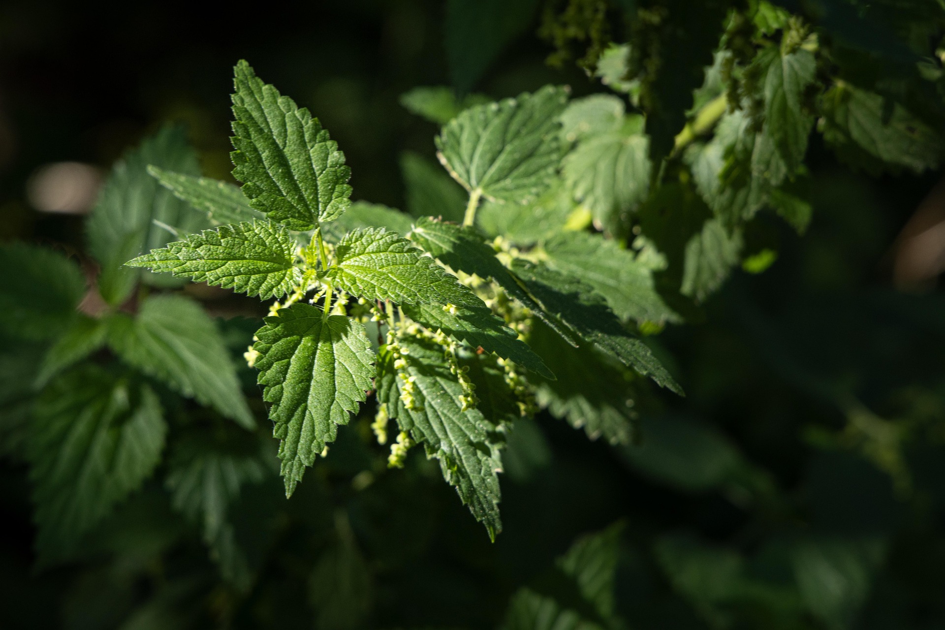 Fresh Urtica dioica Nettle