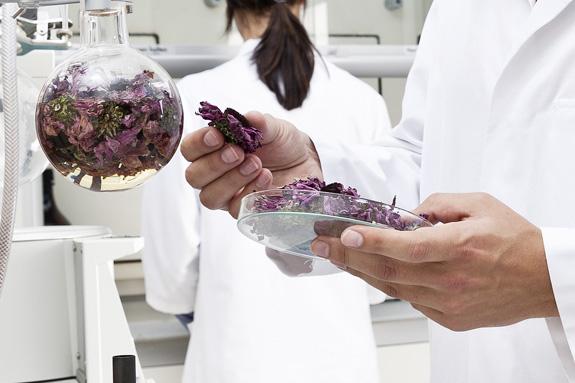 Herbal raw materials for botanical extraction